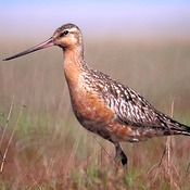 Bar-tailed Godwit